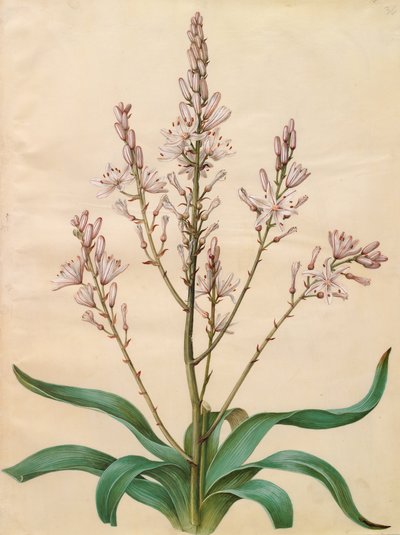 Asphodelus Ramosus by Johannes Simon Holtzbecher